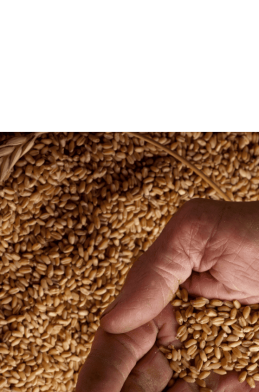Grain purchase